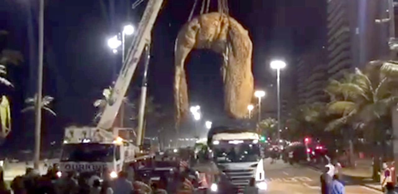 Heute.at - Der gestrandete Wal hat unglaublich gestunken