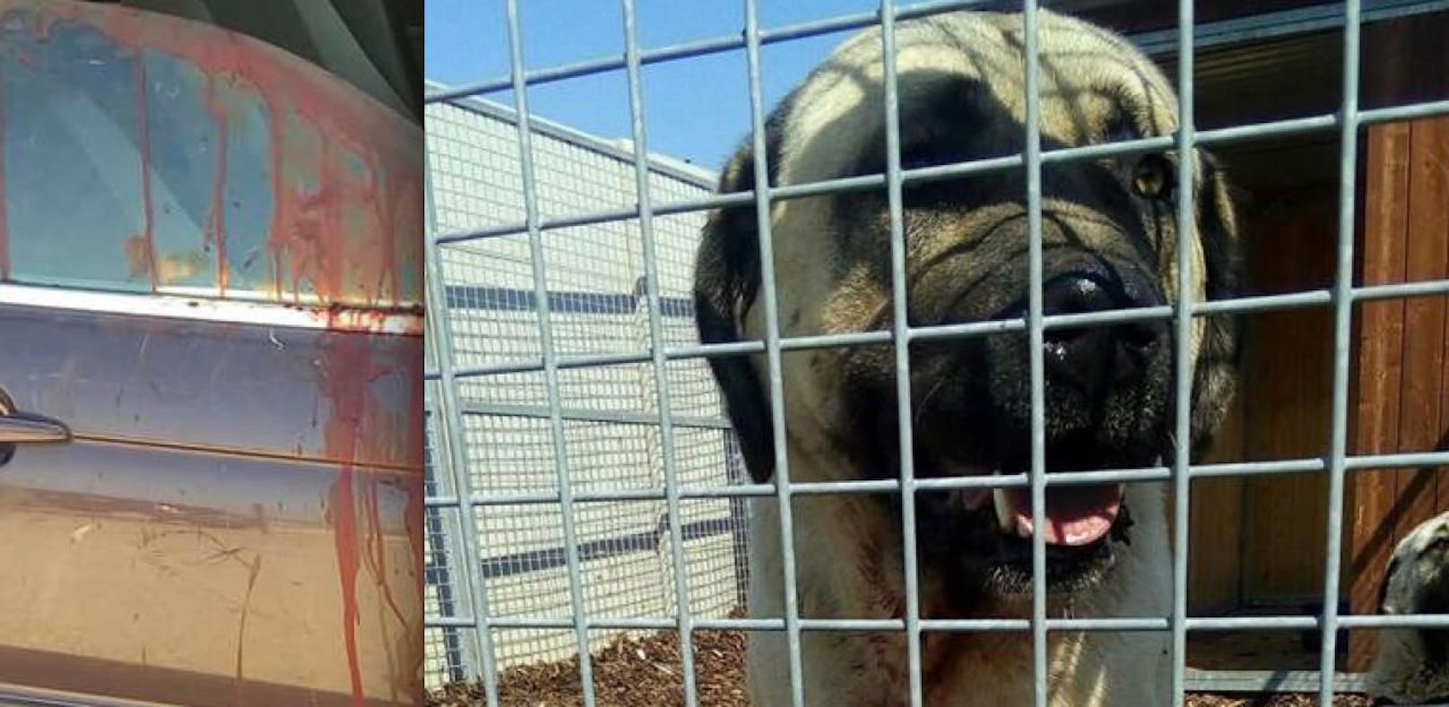 Hundehalteverbot nach tödlichem Kangal-Biss