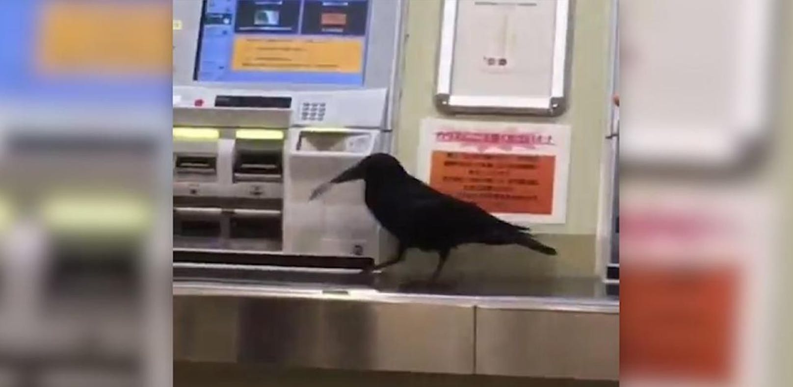 Krähe will sich Ticket am Automaten holen