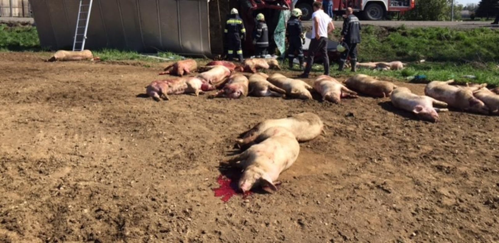 Über 20 Schweine bei Lkw-Unfall verendet
