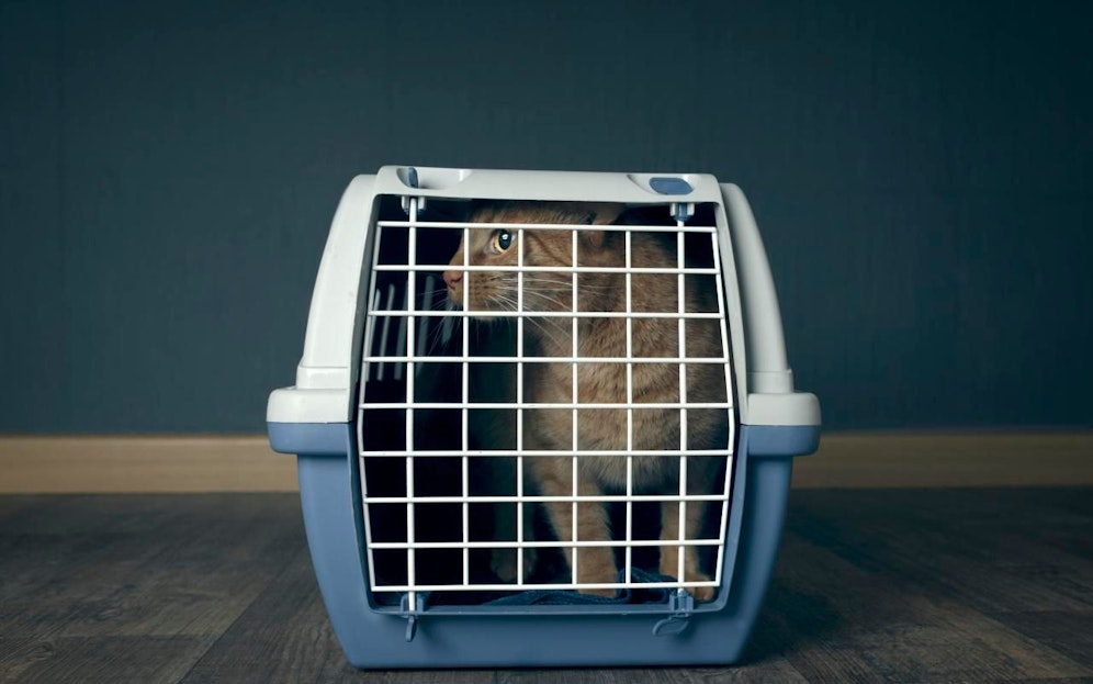 Der Beschuldigte schleuderte laut Polizei eine Box mit einer Katze zu Boden.