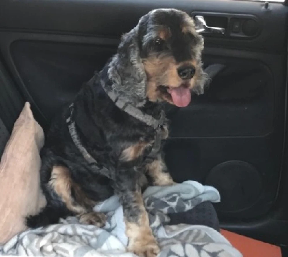 Dieser Cocker Spaniel wurde von der Wiener Polizei vor dem Hitzetod gerettet.