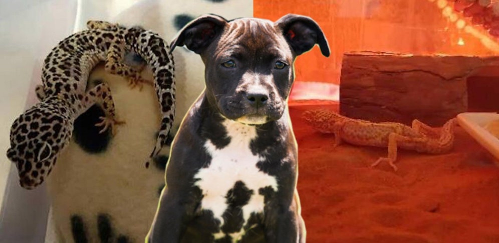 Diese beiden Leopardengeckos wurden in einer Messi-Wohnung gefunden. Beim Hund handelt es sich um ein Symbolbild.