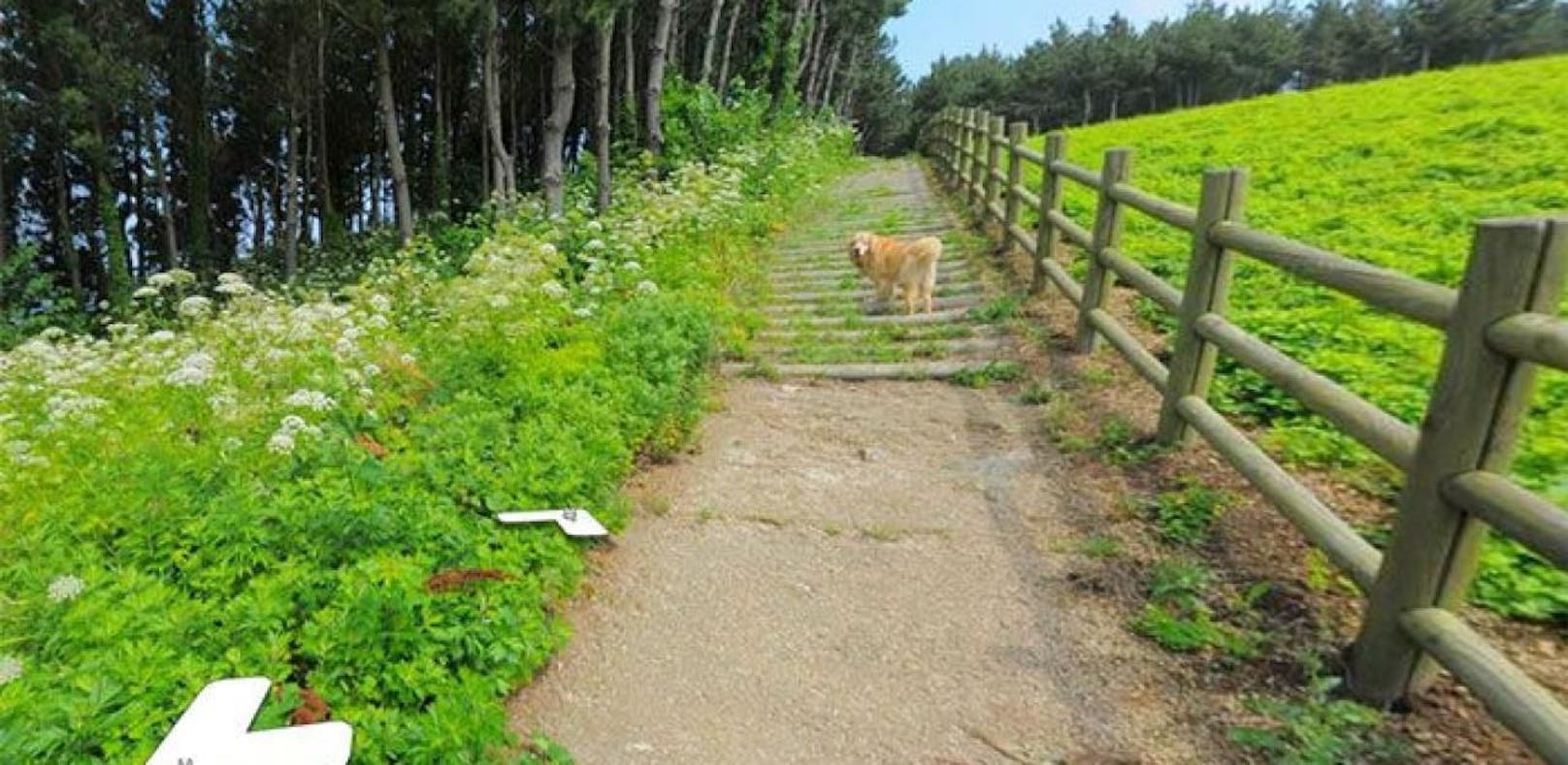 Photobomb: Hund verfolgt Street View-Fotografen