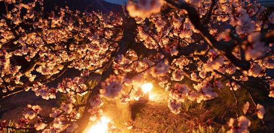 Damit die Marillenblüten nicht erfrieren, helfen vielerorts kleine Feuer, um sie warm zu halten.