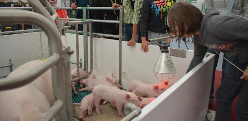 Auf der Rieder Messe gibt's auch Tierschauen.
