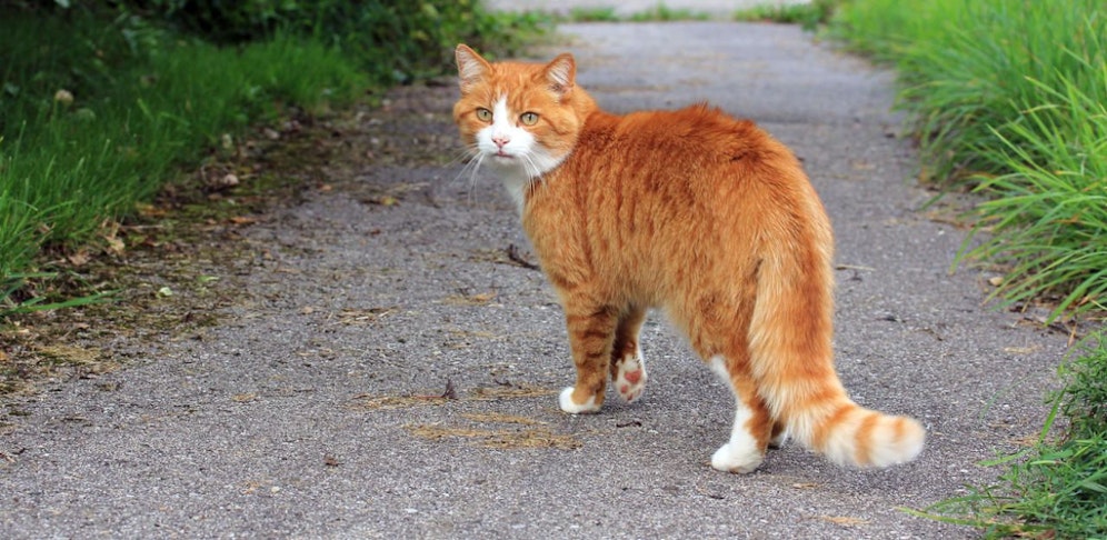 roads are very dangerous for cats