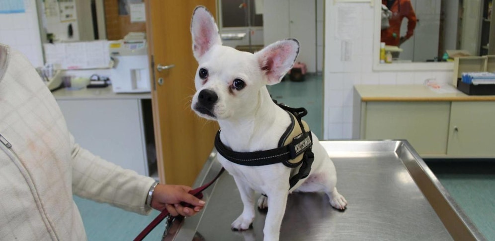 Die arme Hündin verkühlte sich im Regen.