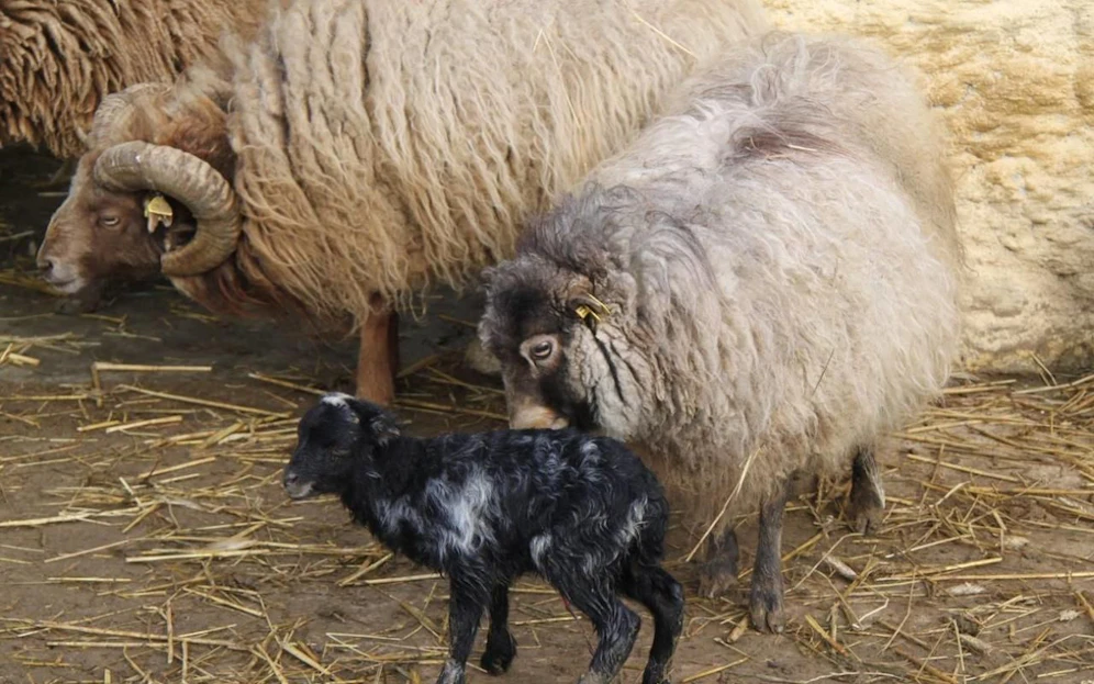 Im Linzer Zoo kam zu Ostern ein "Oster-Lamm" zur Welt. 