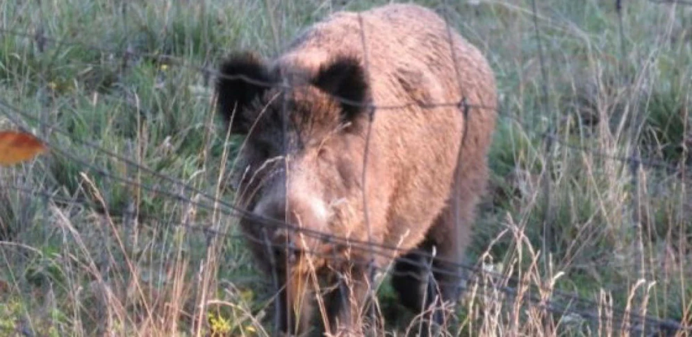 Jeder Gatterbetreiber könne das eigene Jagdgatter in Wildgehege umbenennen und die Zäune einfach stehen lassen, kritisiert der VGT.