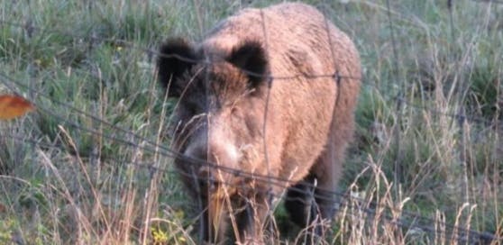 Jeder Gatterbetreiber könne das eigene Jagdgatter in Wildgehege umbenennen und die Zäune einfach stehen lassen, kritisiert der VGT.