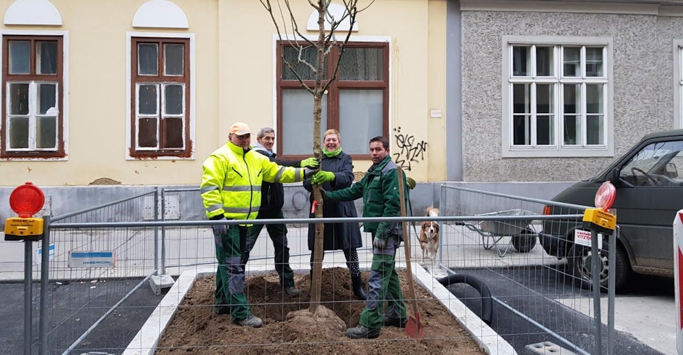 Lichtenegger pflanzt selbst eine Ulme ein. 