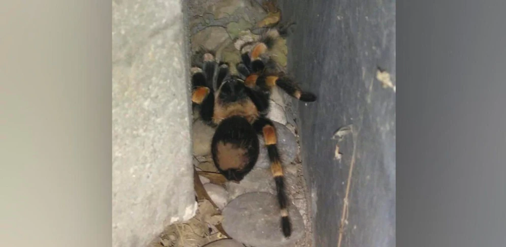 Ein Nachbar fand die Vogelspinne in seinem Garten. 