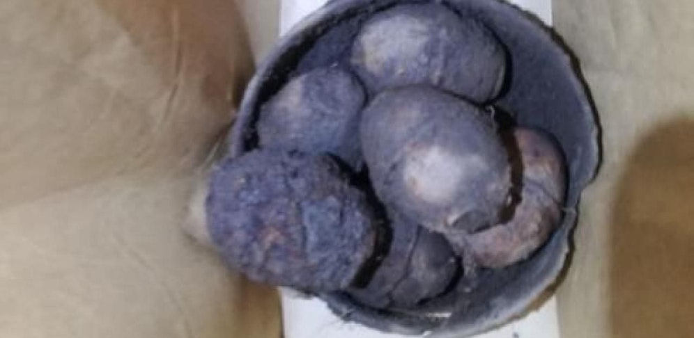 Explosiver Fund: Zwei Männer entdeckten in einem Waldstück diese sechs Handgranaten.