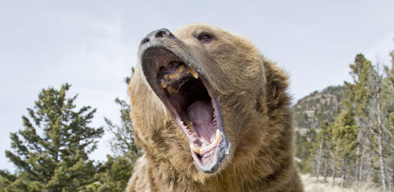 Heute.at - Entlaufener Zoobär tötet Mann