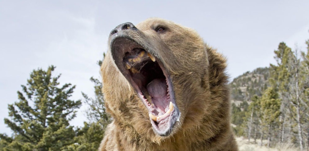 Ein entlaufener Zoobär tötete einen Pensionisten (84).