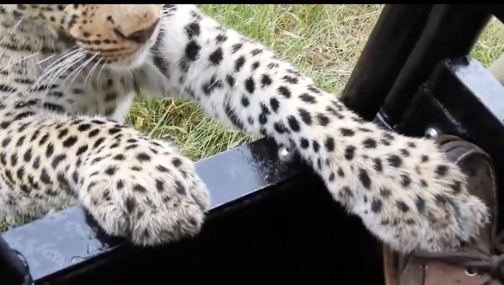 Atem anhalten! Der Leopard hat sich aufgerichtet und den Fuß des Urlaubers gepackt ...
