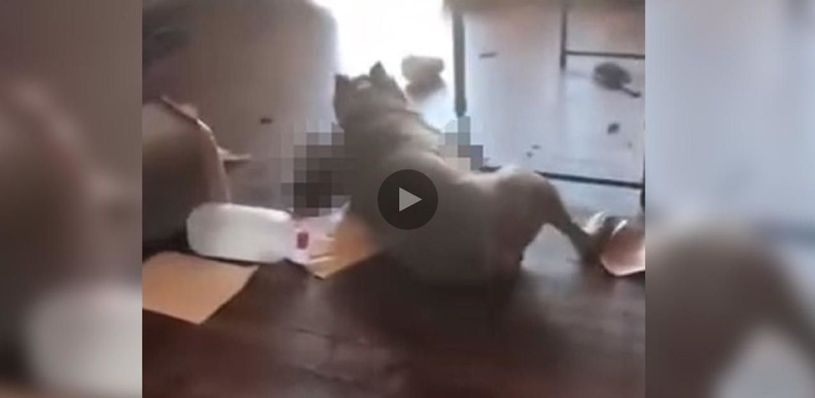 Pitbull frisst Katze vor den Augen ihrer Besitzerin auf