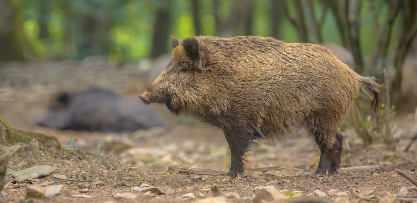 Ein junges Wildschwein wurde erlegt, die Polizei ermittelt im Bezirk Gmünd.