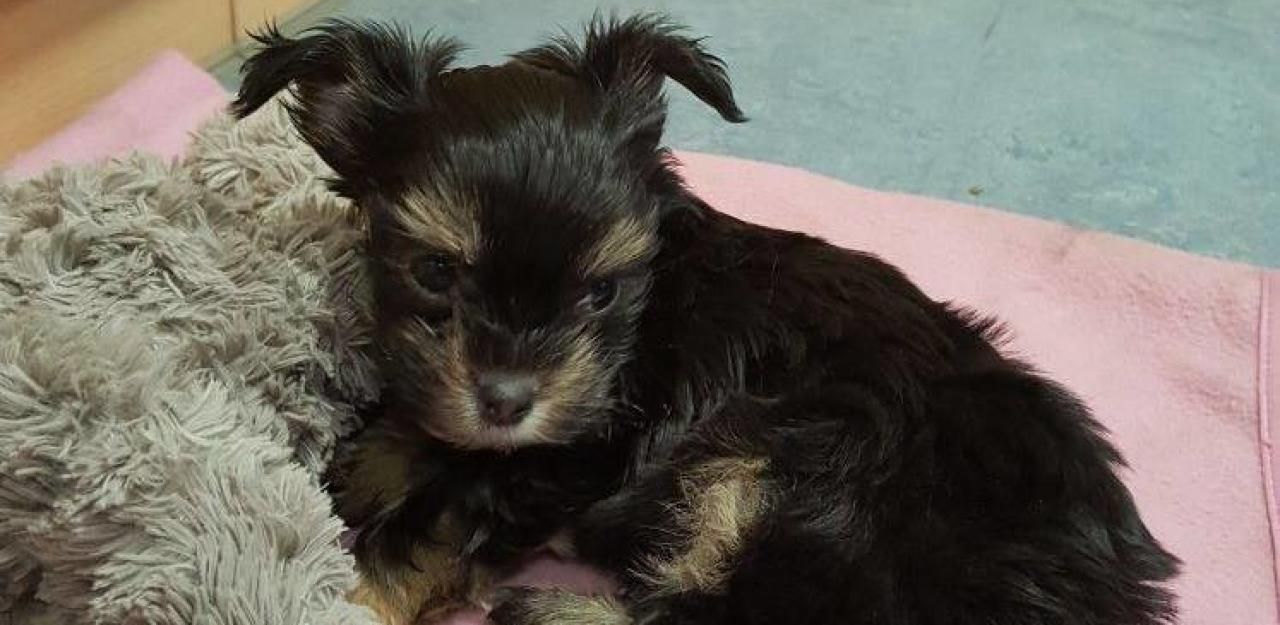 Heute.at - Yorkie-Baby in Tasche am Bahnhof zurückgelassen