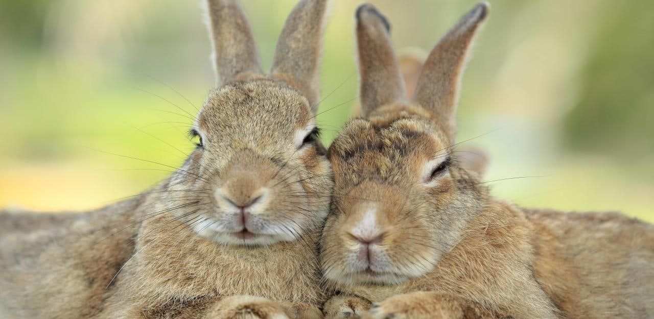 Heute.at - Dringender Zeugenaufruf: Tierquäler tötet Kaninchen