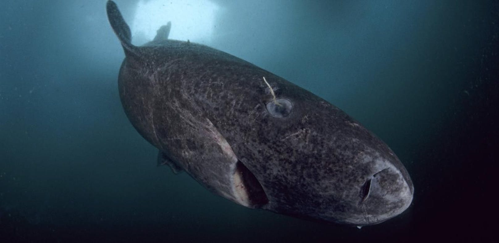 Die ältesten Wirbeltiere: Grönlandhaie werden Hunderte Jahre alt.