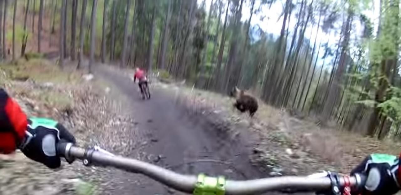 Heute.at - Radtour durch Wald endet mit Schrecken