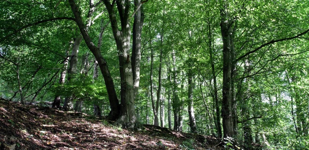 Die Frau verrichtete ihre Notdurft abseits der Straße (Symbolbild)
