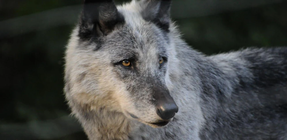 Der Wolf ist streng geschützt.