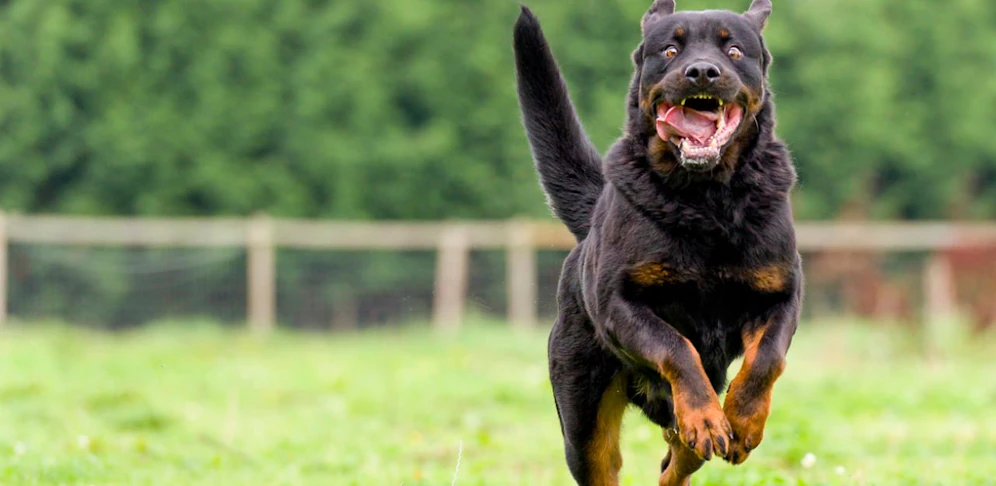 Der 10-Jährige wurde von einem Rottweiler angegriffen