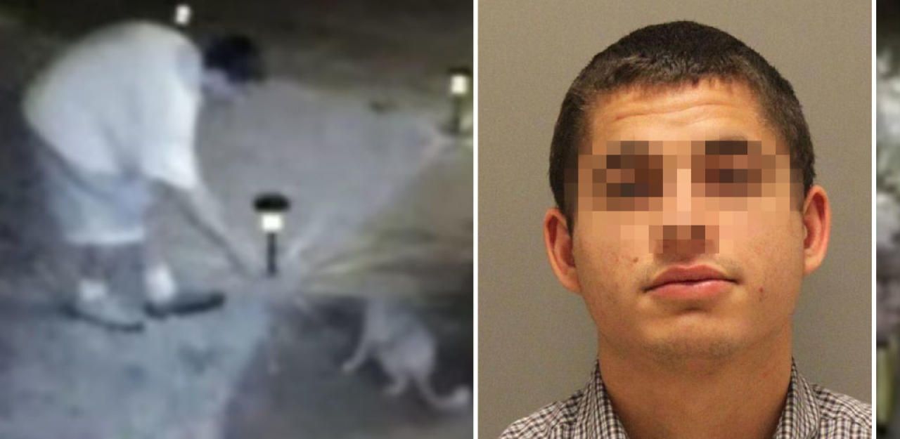 Heute.at - 21 Katzen ermordet: Killer vergewaltigte Stubentiger