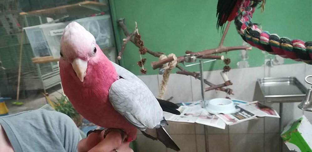 Die "entflogenen" Papageien warten im Papageienzentrum Vösendorf auf ihre Besitzer (credit: ORF NÖ) 