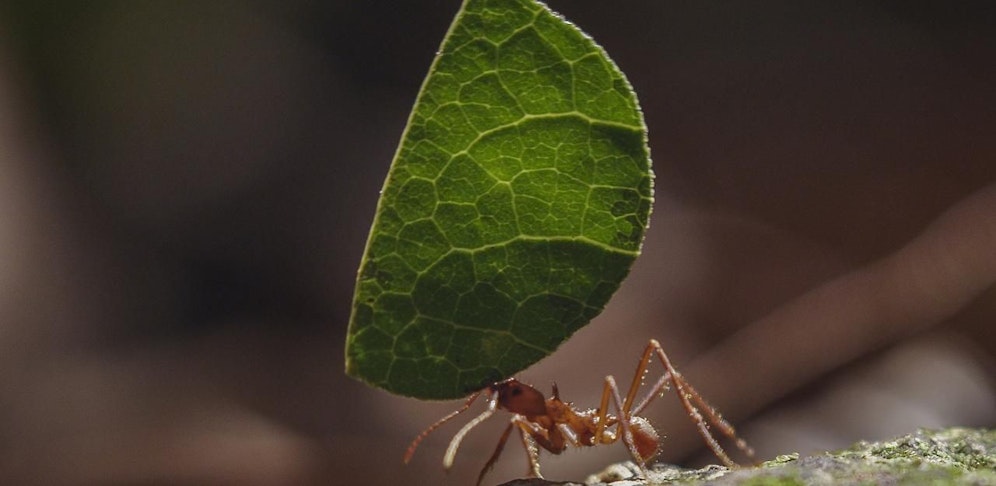 Naturtalente: Smart & Smarter