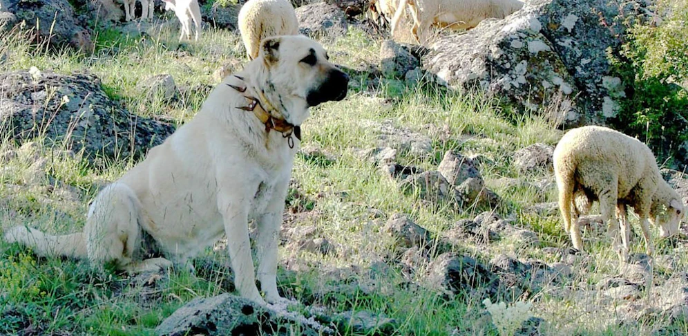 So sieht ein Kangal aus.