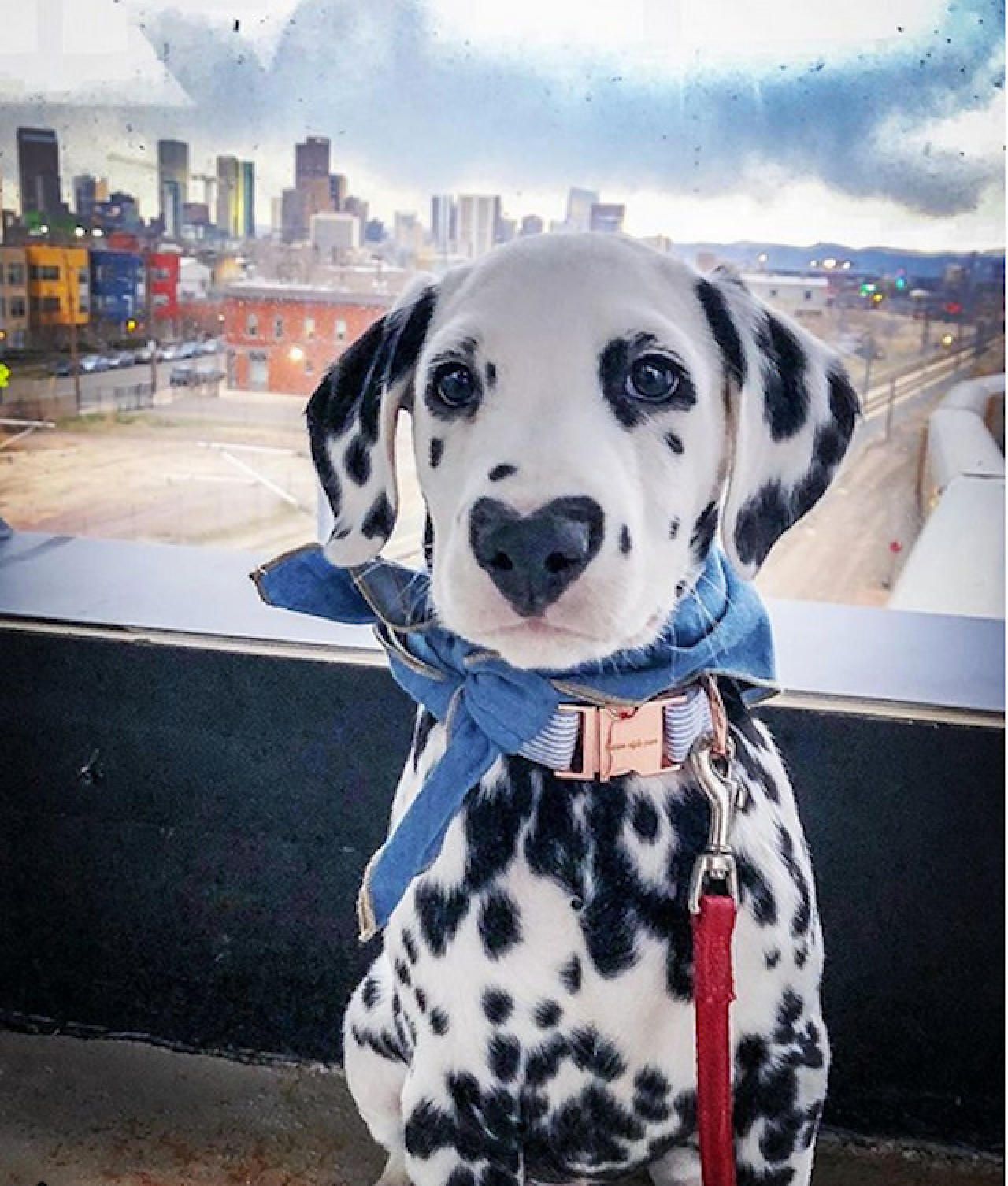 Heute.at - Dalmatiner trägt sein Herz auf der Nase