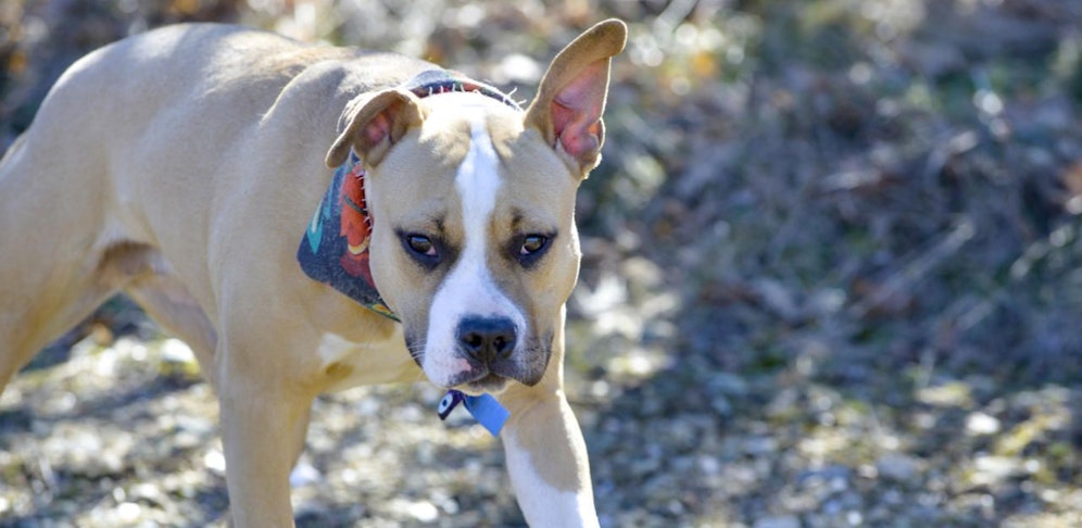 Ein American Staffordshire Terrier attackierte einen Dackel und sein Frauchen. (Symbolbild).