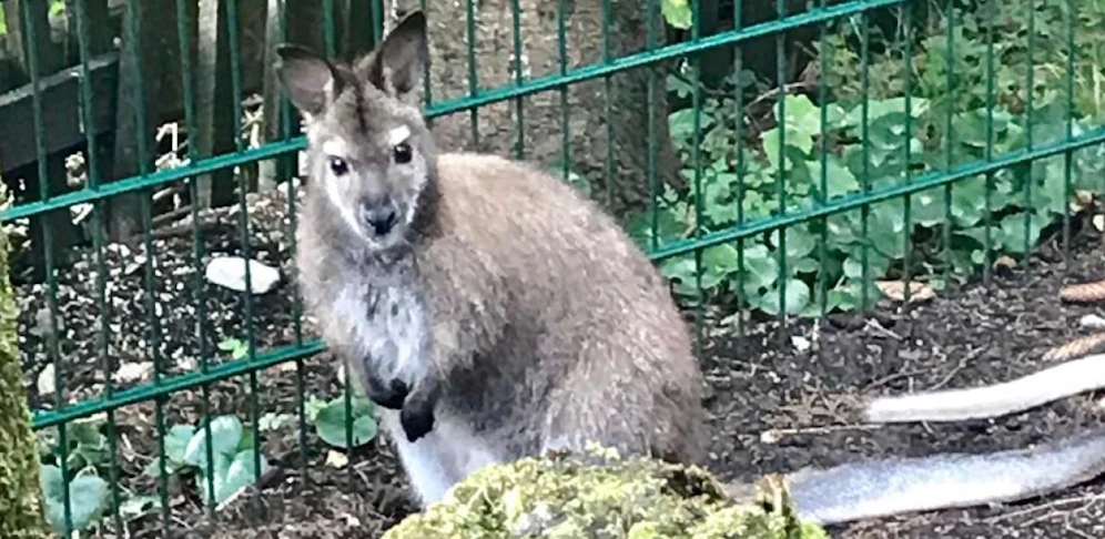 Wanted alive: Johann