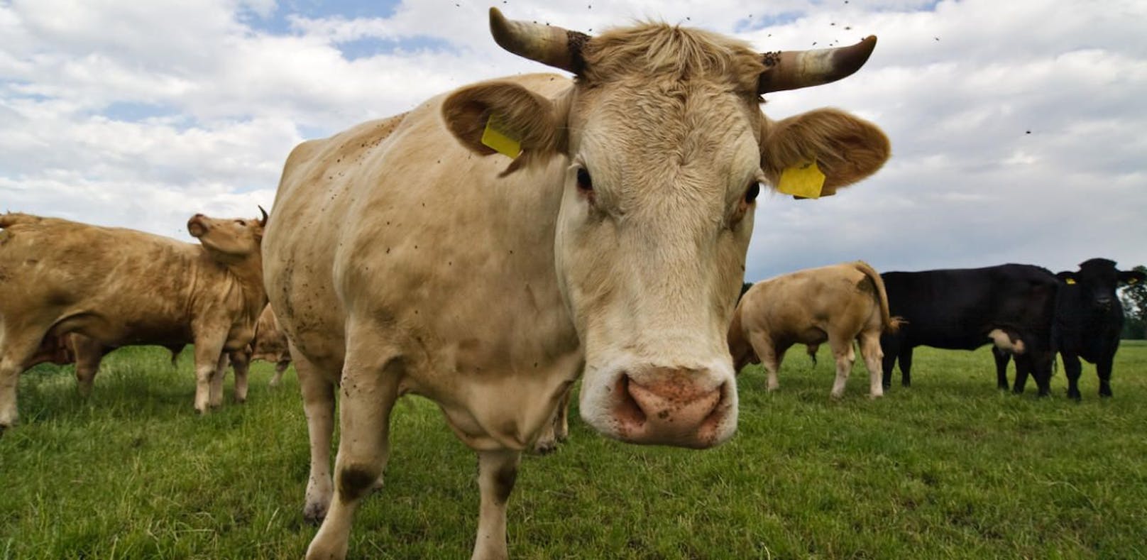 Ein Stier attackierte einen 48-Jährigen in Kärnten.