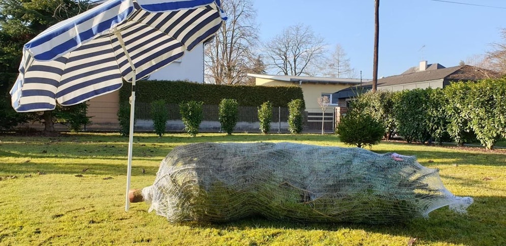 Fotograf Matthias Lauber stellte vor dem Christbaum seiner Mutter einen Sonnenschirm auf. Zur Sicherheit, damit er nicht so schnell austrocknet.