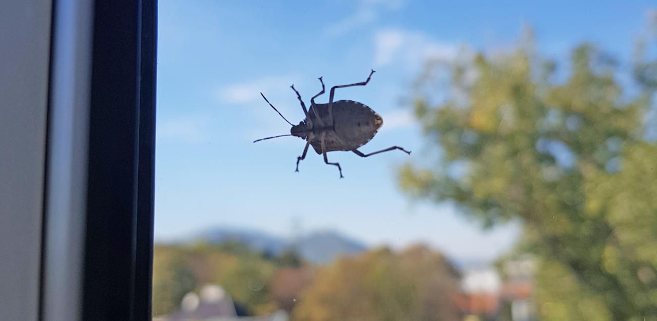 Auf der Mauer, auf der Lauer ...