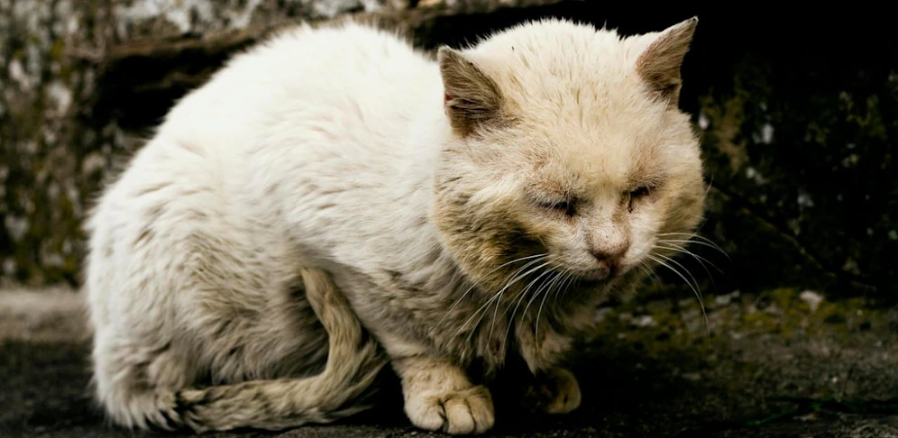 Ganze acht Projektile steckten dem Kater im Kopf, er musste eingeschläfert werden 