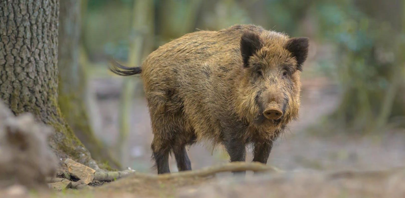 Elektrozaun soll Galopp der Schweinepest stoppen