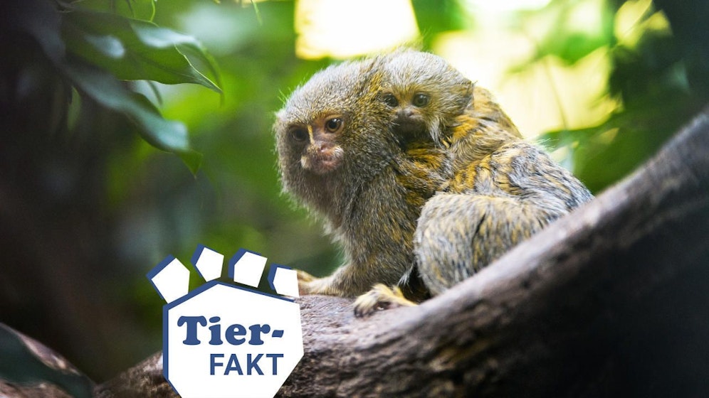 Zwergseidenaffen sind faszinierende, kleine Tiere. 