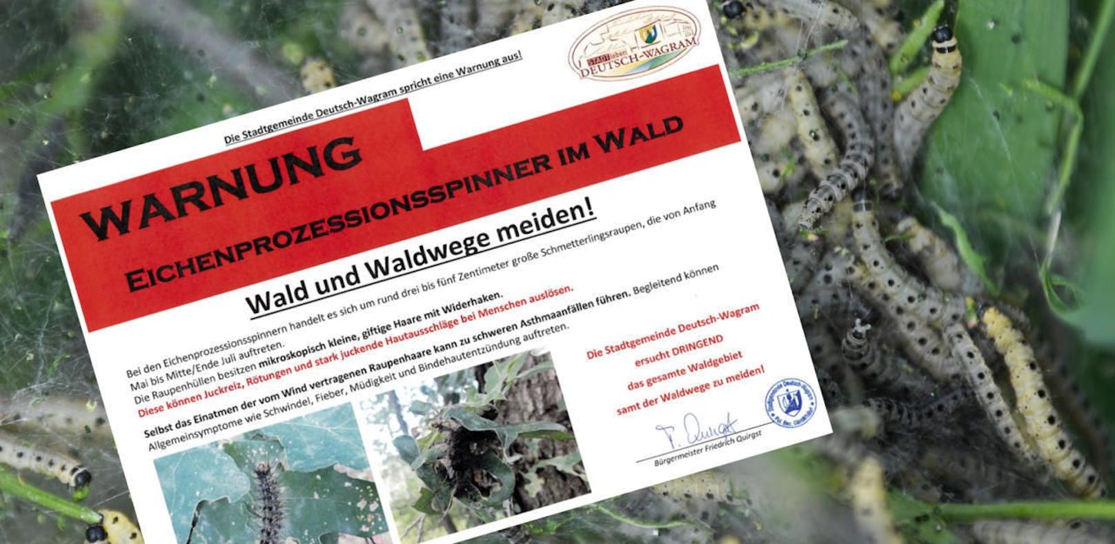 Die Warnung der Stadtgemeinde Deutsch-Wagram. Der Eichenprozessionsspinner tummelt sich nun auch in den Wäldern im Bezirk Gänserndorf.