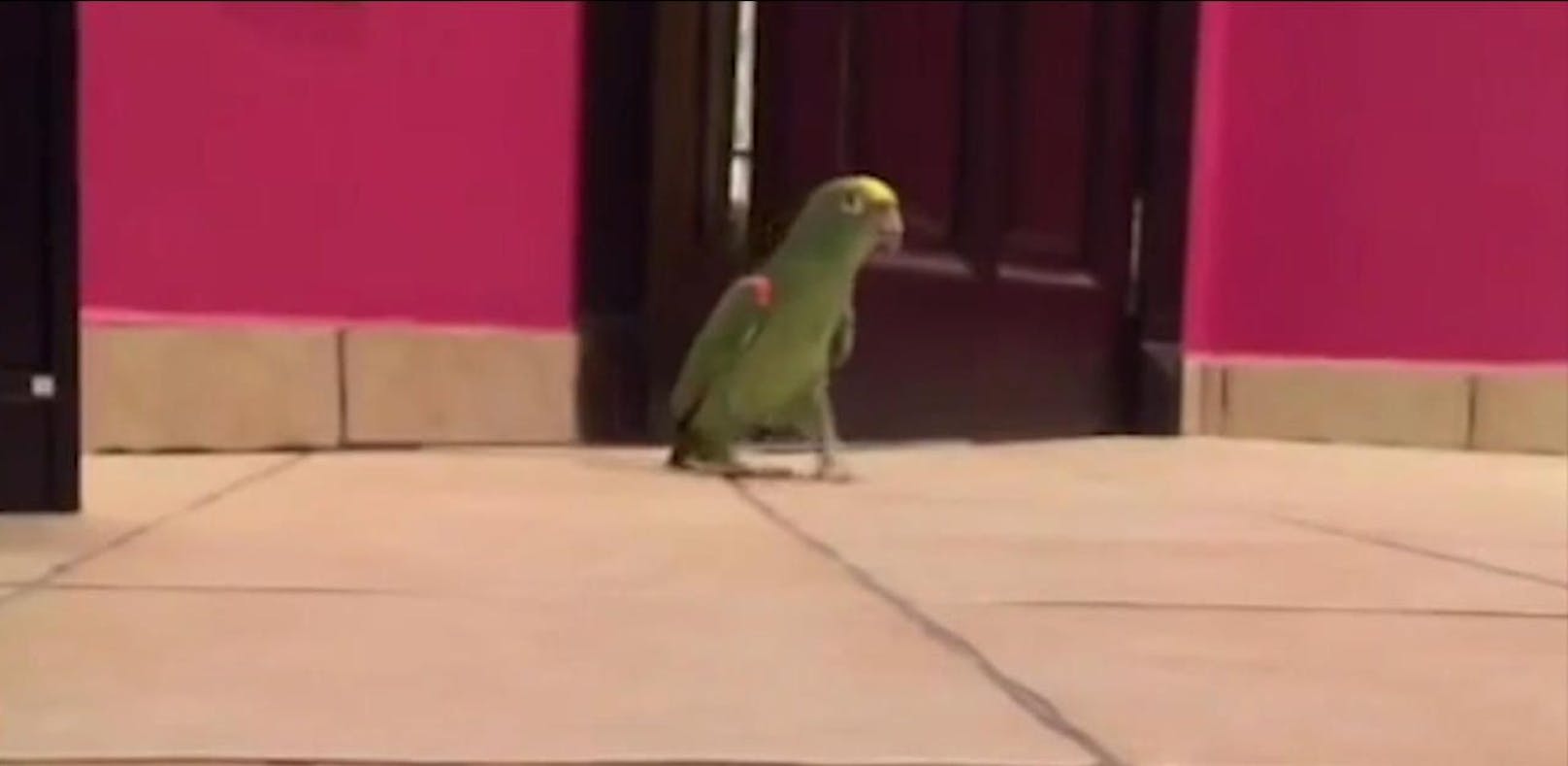 Keiner lacht so dreckig wie dieser Papagei!