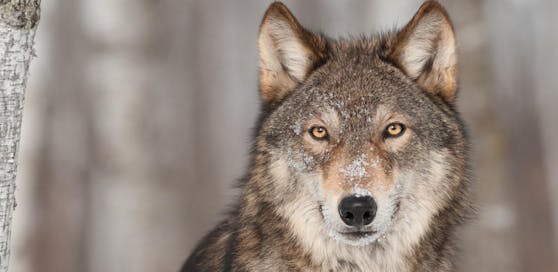 Symbolbild eines Wolfes.