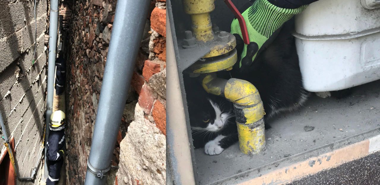 Heute.at - Katze stürzt 10 Meter ab: Feuerwehr rettet Tier!