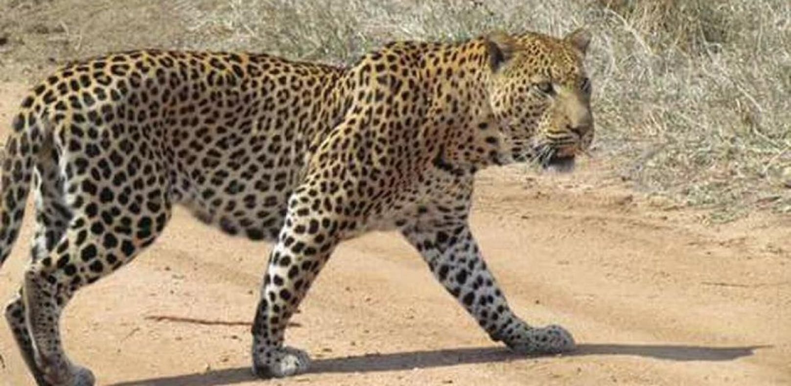 Leopard tötet Kleinkind (3), zerrt es ins Unterholz