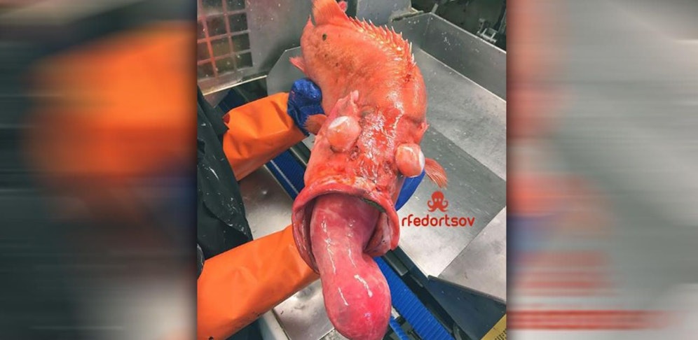 Sieht einem Rotbarsch ähnlich.