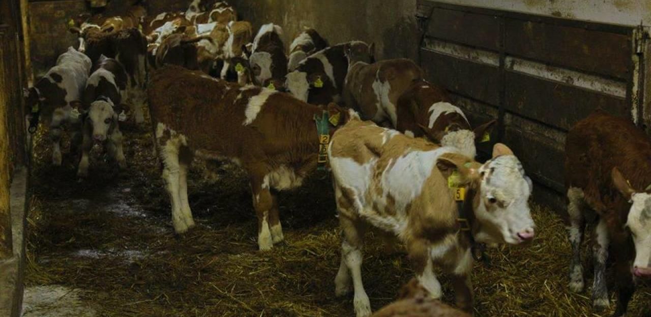 Heute.at - Déjà-vu! Florianis gingen wieder auf Kälber-Suche